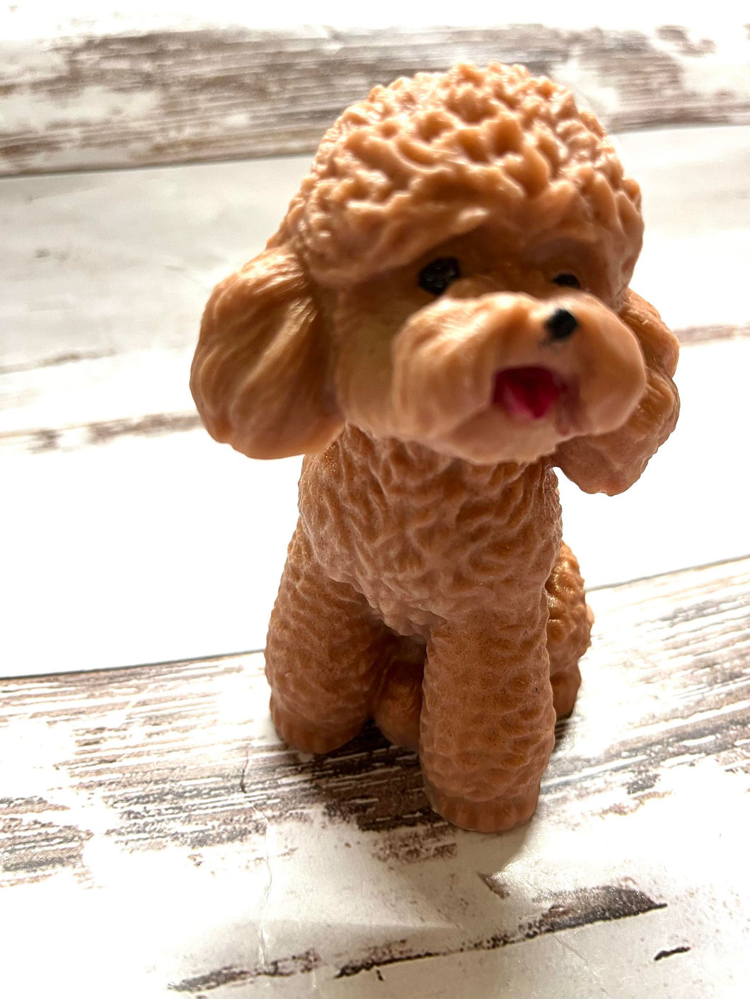 Apricot Poodle - Red Poodle