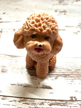 Load image into Gallery viewer, Apricot Poodle - Red Poodle
