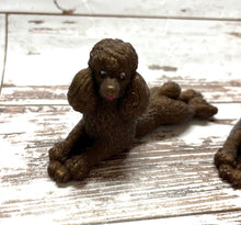 Load image into Gallery viewer, Standard Brown Poodle
