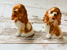 Load image into Gallery viewer, Cavalier King Charles Spaniel
