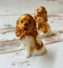 Load image into Gallery viewer, Cavalier King Charles Spaniel
