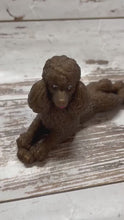 Load and play video in Gallery viewer, Standard Brown Poodle
