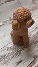 Load and play video in Gallery viewer, Apricot Poodle - Red Poodle
